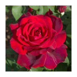 Jubilee Papa Meilland Bush Rose - 4L Pot | Fragrant Ornamental Shrub