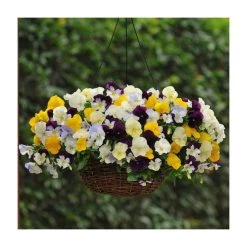 Pansy Cool Wave® Mixed Speed Planter for Hanging Baskets - Vibrant Bedding Plants for Outdoor Decor