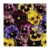 Frizzle Sizzle Pansy Mix - Vibrant Bedding Plants in 3 x 10.5cm Pots | Perfect for Gardens & Containers -September Plants Shop PL6225X3 main image 7565