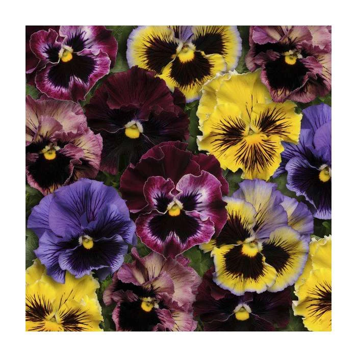 Frizzle Sizzle Pansy Mix - Vibrant Bedding Plants in 3 x 10.5cm Pots | Perfect for Gardens & Containers 3 Frizzle Sizzle Pansy Mix - Vibrant Bedding Plants in 3 x 10.5cm Pots | Perfect for Gardens & Containers