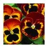 Pansy Jumbo 'Fire' | Vibrant Orange Blooms | 10.5cm Pot | Bedding Plants