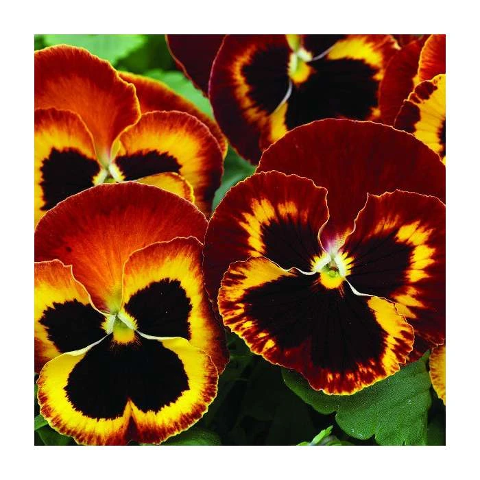 Pansy Jumbo 'Fire' | Vibrant Orange Blooms | 10.5cm Pot | Bedding Plants 3 Pansy Jumbo 'Fire' | Vibrant Orange Blooms | 10.5cm Pot | Bedding Plants