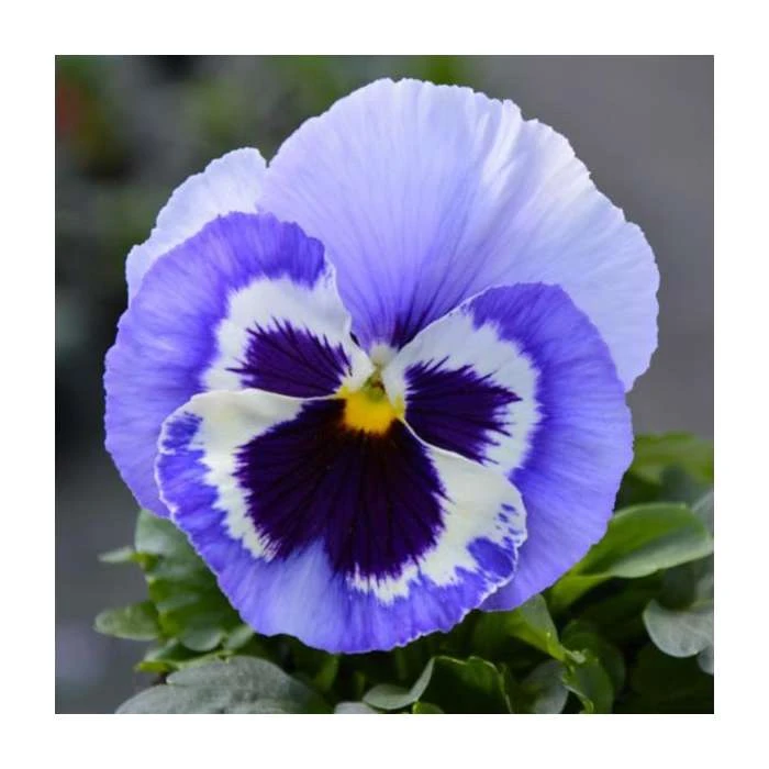 Pansy 'Marina Shades' | Vibrant Bedding Plant in 10.5cm Pot | Perfect for Gardens & Containers 3 Pansy 'Marina Shades' | Vibrant Bedding Plant in 10.5cm Pot | Perfect for Gardens & Containers