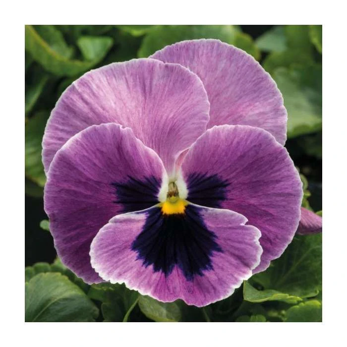 Pansy 'Pink Surprise Blotch' | 10.5cm Pot | Vibrant Bedding Plants for Gardens 3 Pansy 'Pink Surprise Blotch' | 10.5cm Pot | Vibrant Bedding Plants for Gardens