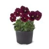 Pansy 'Red Blotch' | Vibrant Red Bedding Plant | 10.5cm Pot 2 Pansy 'Red Blotch' | Vibrant Red Bedding Plant | 10.5cm Pot -September Plants Shop PL6230 main image 5283