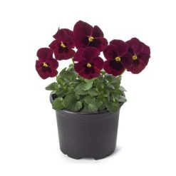 Pansy 'Red Blotch' | Vibrant Red Bedding Plant | 10.5cm Pot