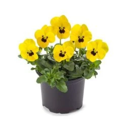 Pansy 'Yellow Blotch' | 10.5cm Pot - Vibrant Bedding Plant for Gardens & Containers