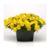 Pansy 'Golden Yellow' | 10.5cm Pot | Pansy Cool Wave® | Vibrant Bedding Plants -September Plants Shop PL6233 main image 3b7b