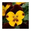 Pansy 'Red Wing' | 10.5cm Pot | Pansy Cool Wave® - Vibrant Bedding Plant for Gardens & Containers