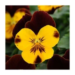 Pansy 'Red Wing' | 10.5cm Pot | Pansy Cool Wave® - Vibrant Bedding Plant for Gardens & Containers