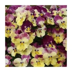 Pansy Cool Wave® 'Strawberry Swirl' | 10.5cm Pot - Vibrant Bedding Plant for Gardens & Containers