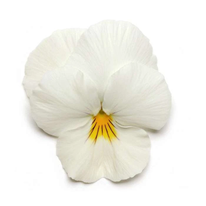 Pansy 'White' Cool Wave® - 10.5cm Pot | Vibrant Bedding Plants for Gardens 3 Pansy 'White' Cool Wave® - 10.5cm Pot | Vibrant Bedding Plants for Gardens