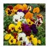 Vibrant Viola Collection - 6 x 9cm Pots | Colorful Bedding Plants for Your Garden -September Plants Shop PL6248 main image e2de