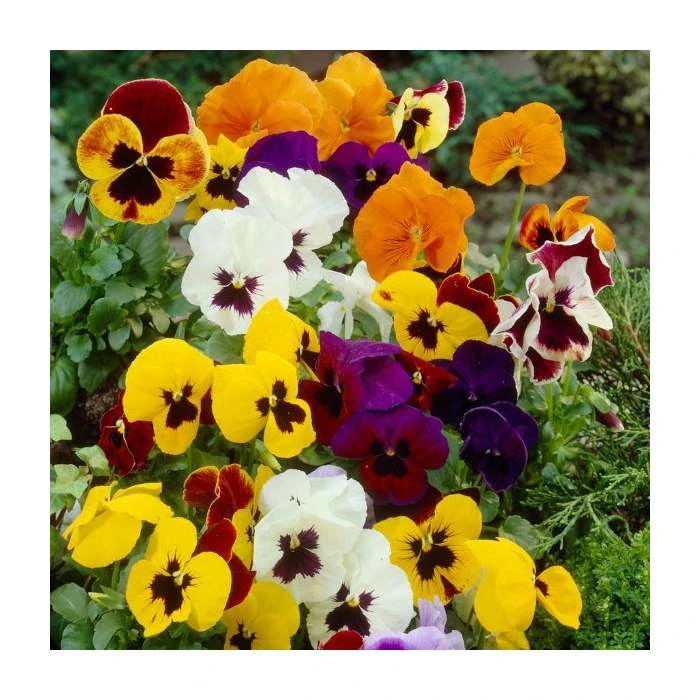 Vibrant Viola Collection - 6 x 9cm Pots | Colorful Bedding Plants for Your Garden 3 Vibrant Viola Collection - 6 x 9cm Pots | Colorful Bedding Plants for Your Garden