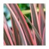 Phormium 'Sundowner' - Striking Ornamental Shrub in 4L Pot | Perfect for Gardens & Landscaping -September Plants Shop PL6304 main image 6e44