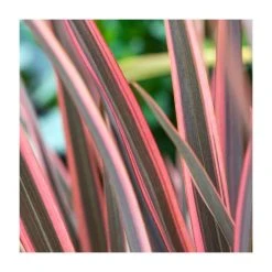 Phormium 'Sundowner' - Striking Ornamental Shrub in 4L Pot | Perfect for Gardens & Landscaping