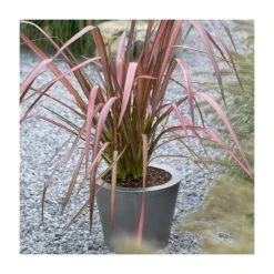 Phormium 'Evening Glow' | 4L Pot - Vibrant Ornamental Shrub for Gardens