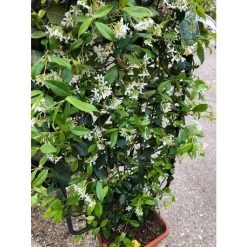 Star Jasmine Plant (Trachelospermum jasminoides) - Fragrant Climbing Vine for Shade Gardens