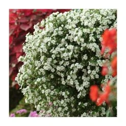 Bacopa Scorpia® 'Gulliver Dynamic White' - Pack of 5 Large Plug Plants | Premium Bedding Plants -September Plants Shop PL9006SPX5 add image 2 5a77