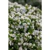 Bacopa Scorpia® 'Gulliver Dynamic White' - Pack of 5 Large Plug Plants | Premium Bedding Plants -September Plants Shop PL9006SPX5 main 0e56