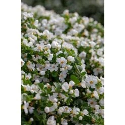 Bacopa Scorpia® 'Gulliver Dynamic White' - Pack of 5 Large Plug Plants | Premium Bedding Plants