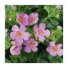 Bacopa Great 'Pink Beauty' - Pack of 5 Plug Plants | Bedding & Hanging Basket Plants -September Plants Shop PL9007SPX5 main image df22