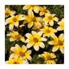Bidens 'Golden Eye' - Pack of 5 Vibrant Bedding Plug Plants | Perfect for Garden Borders