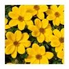 Bidens 'Golden Glory' - Pack of 5 Large Plug Plants | Vibrant Bedding & Hanging Basket Plants 1 Bidens 'Golden Glory' - Pack of 5 Large Plug Plants | Vibrant Bedding & Hanging Basket Plants -September Plants Shop PL9012SPX5 main image 5761
