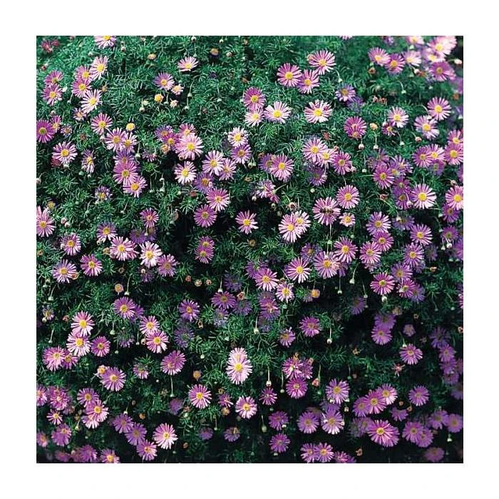 Brachyscome 'Royal Blue' - Pack of 5 Plug Plants | Vibrant Bedding Plants for Gardens 3 Brachyscome 'Royal Blue' - Pack of 5 Plug Plants | Vibrant Bedding Plants for Gardens