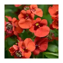 Diascia 'Diamond Dark Orange' - Pack of 5 Plug Plants | Vibrant Bedding Plants for Gardens