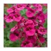 Diascia 'Diamond Fuchsia' - Pack of 5 Plug Plants | Vibrant Bedding Plants for Your Garden 2 Diascia 'Diamond Fuchsia' - Pack of 5 Plug Plants | Vibrant Bedding Plants for Your Garden -September Plants Shop PL9033SPX5 main image 413b