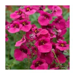 Diascia 'Diamond Fuchsia' - Pack of 5 Plug Plants | Vibrant Bedding Plants for Your Garden