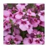 Diascia 'Diamond Pink' - Pack of 5 Plug Plants | Vibrant Bedding Plants for Gardens