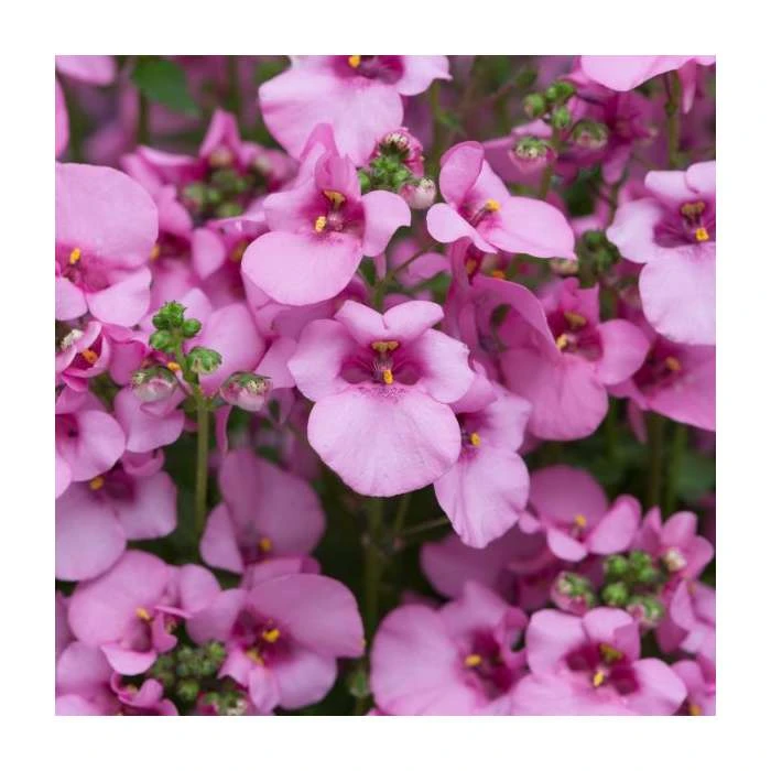 Diascia 'Diamond Pink' - Pack of 5 Plug Plants | Vibrant Bedding Plants for Gardens 3 Diascia 'Diamond Pink' - Pack of 5 Plug Plants | Vibrant Bedding Plants for Gardens