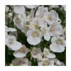 Diascia 'Diamond White Blush' - Pack of 5 Plug Plants | Premium Bedding Plants for Gardens 1 Diascia 'Diamond White Blush' - Pack of 5 Plug Plants | Premium Bedding Plants for Gardens -September Plants Shop PL9035SPX5 main image 6ca8