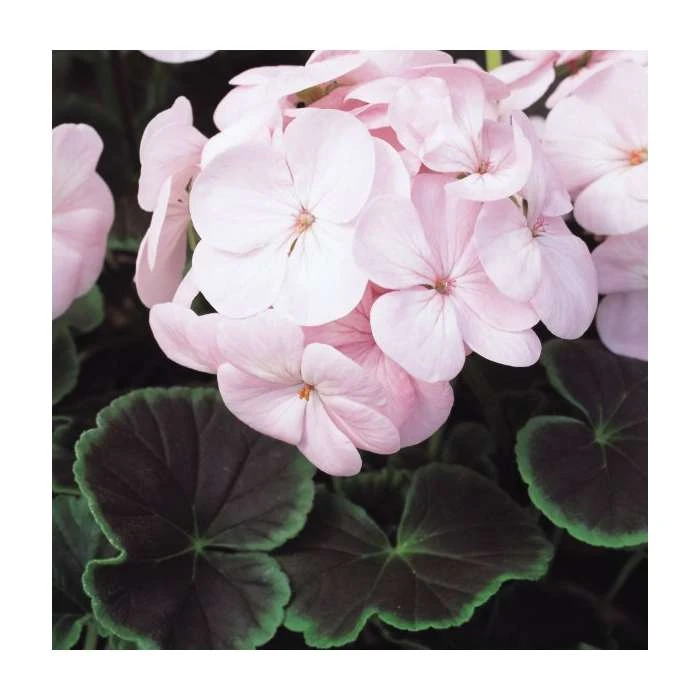 Geranium 'BullsEye Light Pink' - Pack of 5 Plug Plants | Vibrant Bedding Plants for Gardens 3 Geranium 'BullsEye Light Pink' - Pack of 5 Plug Plants | Vibrant Bedding Plants for Gardens