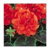 Geranium 'BullsEye Scarlet' - Pack of 5 Plug Plants | Vibrant Bedding Plants for Your Garden -September Plants Shop PL9066SPX5 main image 853e