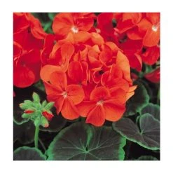 Geranium 'BullsEye Scarlet' - Pack of 5 Plug Plants | Vibrant Bedding Plants for Your Garden