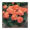 Geranium 'New Century Orange' - Pack of 5 Plug Plants | Vibrant Bedding & Hanging Basket Plants