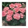 Geranium 'New Century Salmon' - Pack of 5 Healthy Plug Plants | Vibrant Bedding Plants