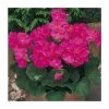 Geranium 'New Century Violet' - Pack of 5 Plug Plants | Vibrant Bedding Plants for Your Garden -September Plants Shop PL9071SPX5 main image 4468