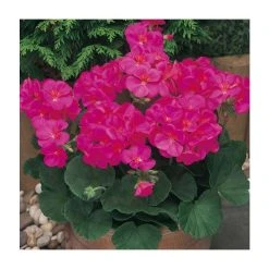 Geranium 'New Century Violet' - Pack of 5 Plug Plants | Vibrant Bedding Plants for Your Garden