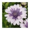 Osteospermum 3D 'Double Violet Ice' - 5 Large Plugs | Vibrant Bedding Plants for Gardens