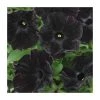 Petunia 'Black Velvet' - 5 Large Plugs | Premium Bedding Plants for Vibrant Gardens