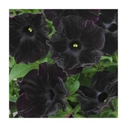 Petunia 'Black Velvet' - 5 Large Plugs | Premium Bedding Plants for Vibrant Gardens