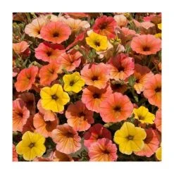 Petunia Cascadia™ 'Indian Summer' - Large Plug Plants for Vibrant Garden Beds | 5 Pack
