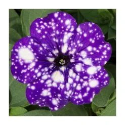Petunia Sky 'Night Sky®' - 5 Large Plug Plants | Vibrant Bedding Plants for Gardens -September Plants Shop PL9102SPX5 add image 2 4dbe