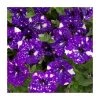 Petunia Sky 'Night Sky®' - 5 Large Plug Plants | Vibrant Bedding Plants for Gardens -September Plants Shop PL9102SPX5 main image 35ff