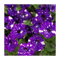 Petunia Sky 'Night Sky®' - 5 Large Plug Plants | Vibrant Bedding Plants for Gardens
