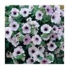 Petunia Surfinia® 'Blue Vein' - 5 Large Plugs | Vibrant Bedding Plants for Gardens -September Plants Shop PL9105SPX5 main image badf